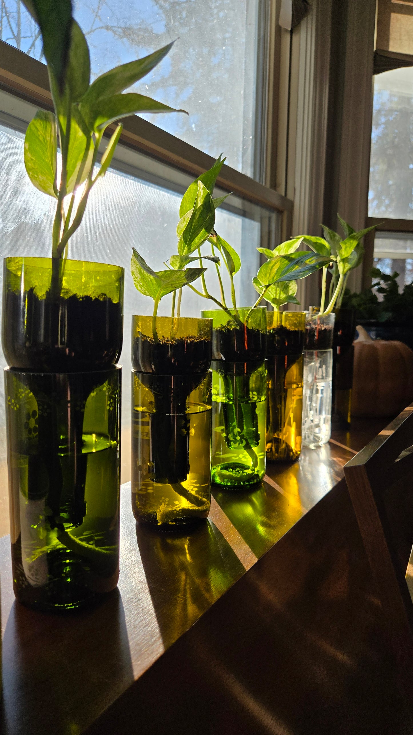 NEW:Wine bottle Self watering planter