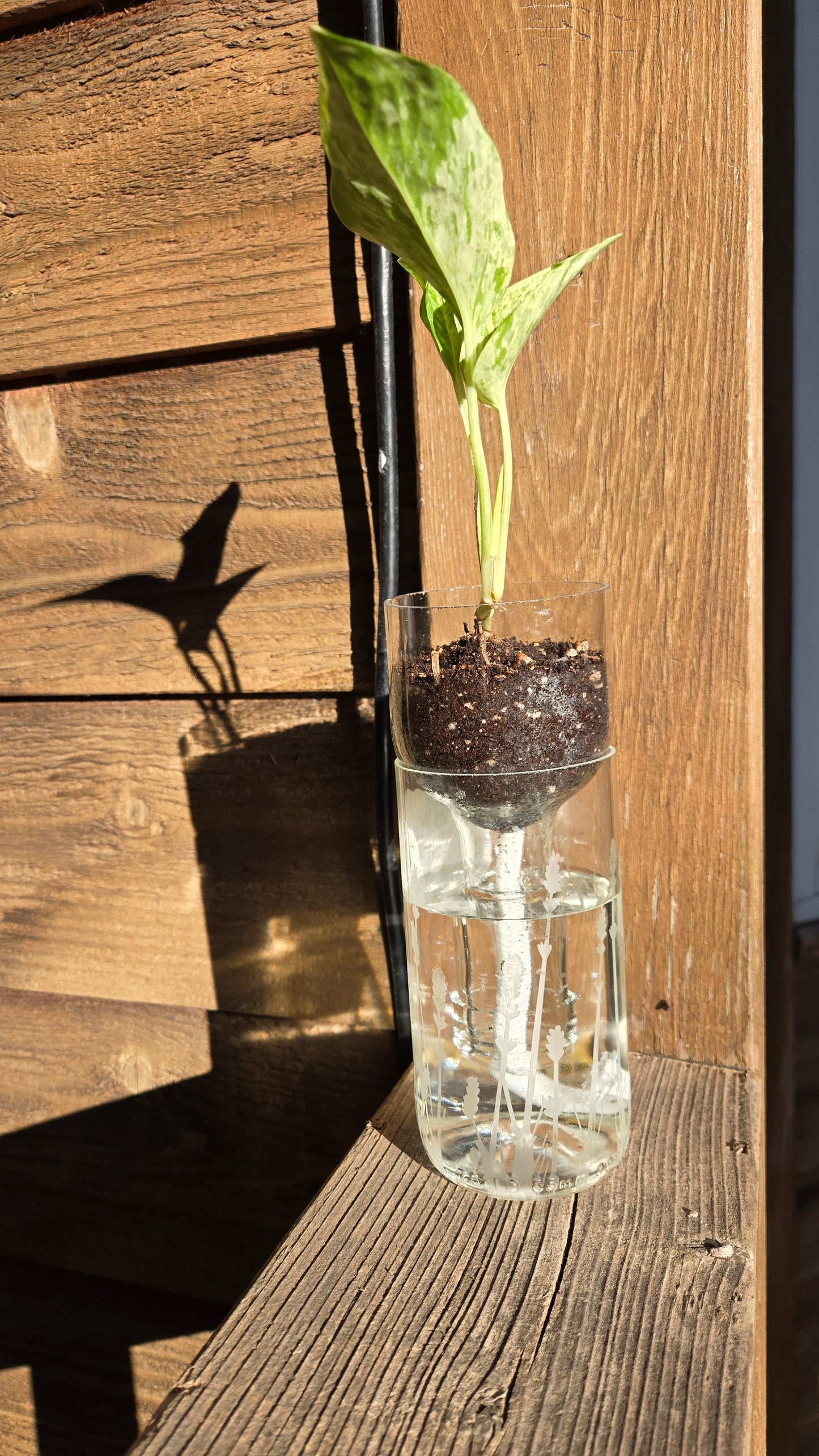NEW:Wine bottle Self watering planter