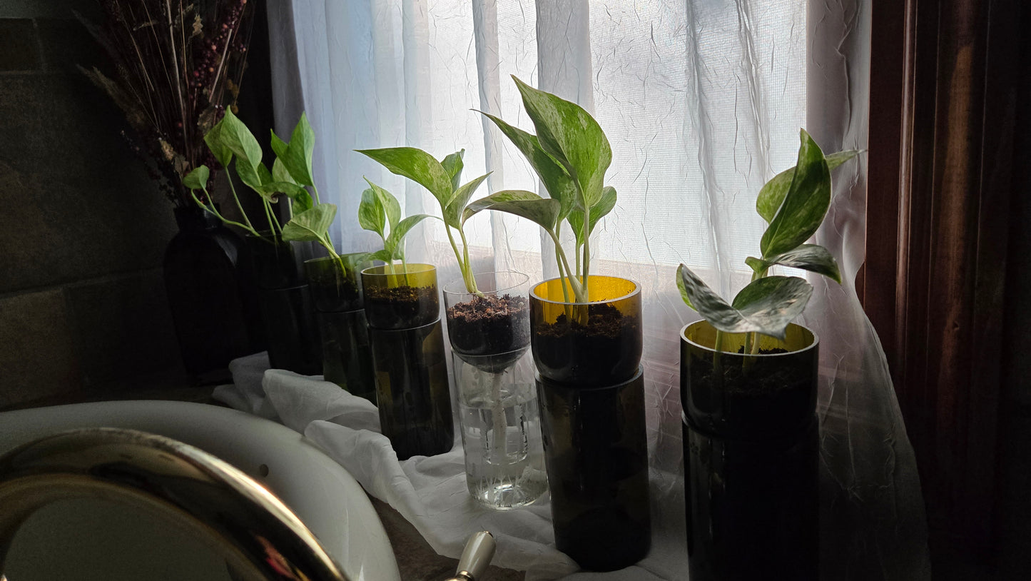 NEW:Wine bottle Self watering planter